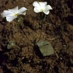 Linanthus dichotomus Hábitos