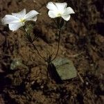 Linanthus dichotomus Συνήθη χαρακτηριστικά