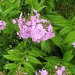 Phlox paniculataFiore