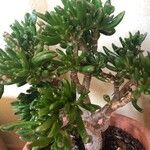 Crassula ovataᱥᱟᱠᱟᱢ