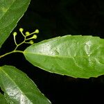 Hasseltiopsis dioica 葉
