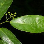 Hasseltiopsis dioica Hoja