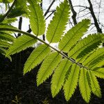 Sorbus aucuparia Fuelha