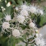Chromolaena odorata Blüte