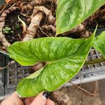 Philodendron mamei Blad