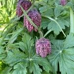 Fritillaria meleagris Flor