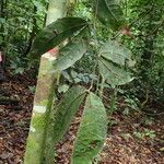 Julbernardia pellegriniana Hoja