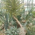 Yucca gigantea Φλοιός