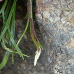 Asplenium septentrionale Плод