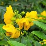 Senna corymbosa 花