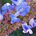 Salvia uliginosa Λουλούδι