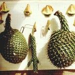 Araucaria nemorosa Hábito