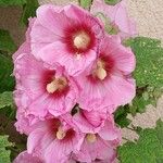 Alcea rosea Flor