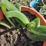 Glottiphyllum linguiforme Fuelha