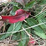 Rumex aquaticus Lapas