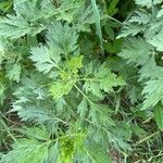 Artemisia verlotiorum Leaf