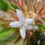 Bremeria perrieri Flor