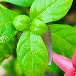 Barleria repens Leaf