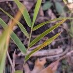 Chasmanthium latifoliumList