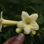 Bourreria quirosii Blüte