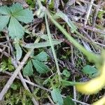 Hieracium gouanii Blatt