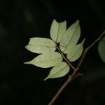 Crudia bracteata Лист