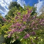 Cercis racemosa Hábito