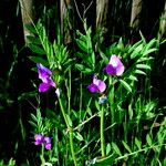 Vicia lathyroides Habitat