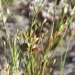 Juncus bufonius Цветок