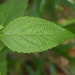 Matourea azurea Leaf