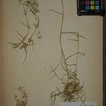 Crypsis schoenoides Otro