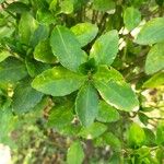 Euonymus fortunei Leaf