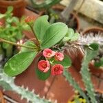 Euphorbia didiereoides Flor