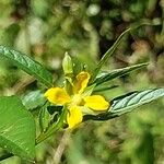 Ludwigia erecta Blüte