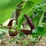 Aristolochia maxima Flor