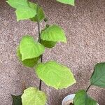 Solanum villosum Levél