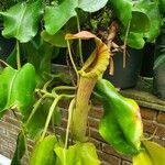 Nepenthes truncata Лист