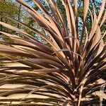 Cordyline australis 叶