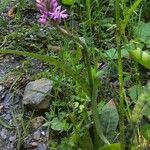 Dactylorhiza fuchsii Blatt