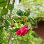 Rosa × damascena Plante entière
