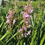 Watsonia borbonica ഇല