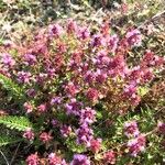 Thymus embergeri Flower