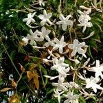 Jasminum officinale Συνήθη χαρακτηριστικά