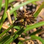 Carex pyrenaica Frutto