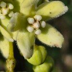 Stephanotis abyssinica Λουλούδι