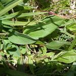 Anthyllis montana Leaf