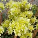 Petrosedum sediforme ফুল