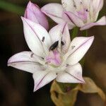 Allium praecox Virág