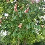 Aesculus × carneaFlower