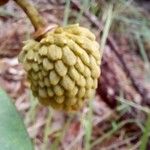 Annona crassiflora Плод